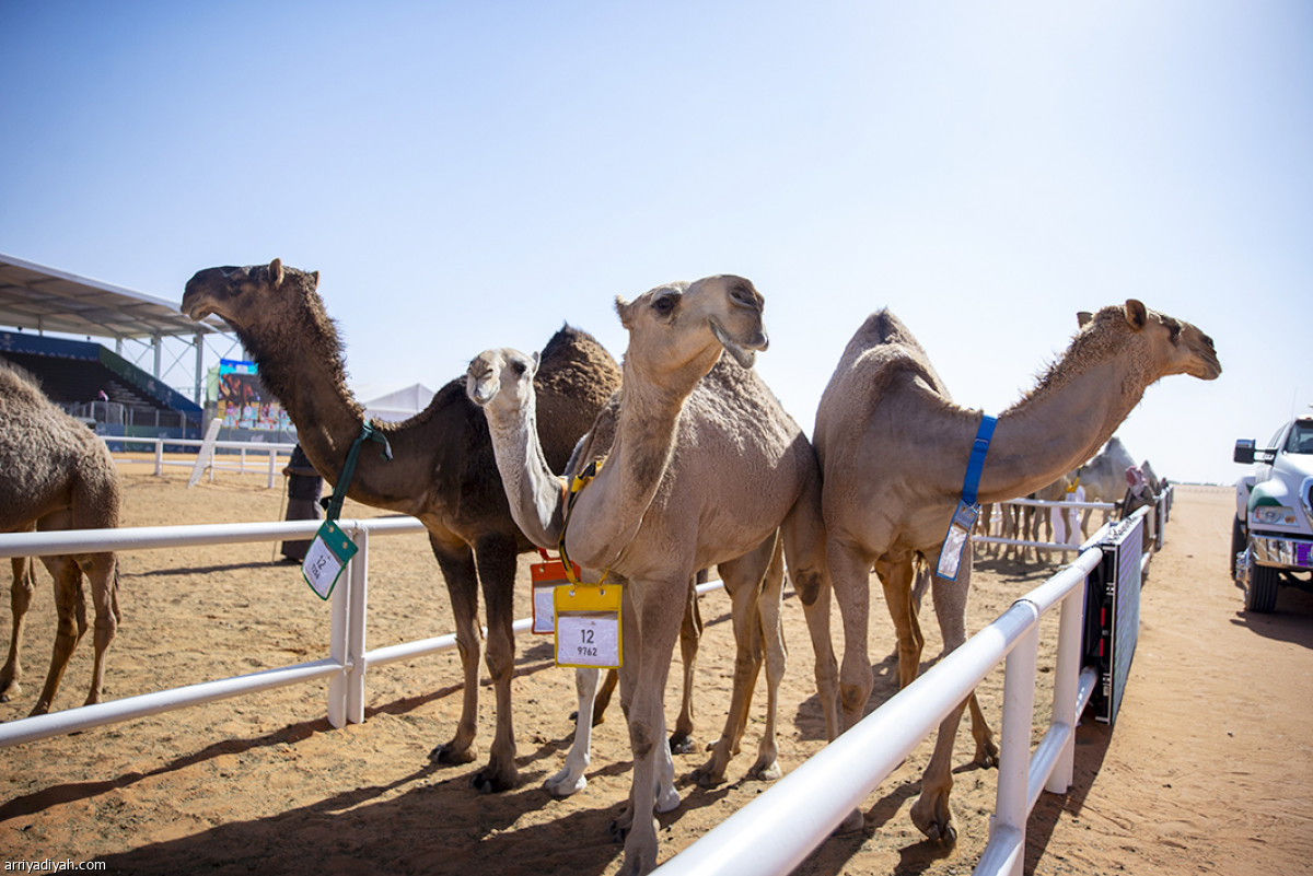 شوط الفحل المنتج