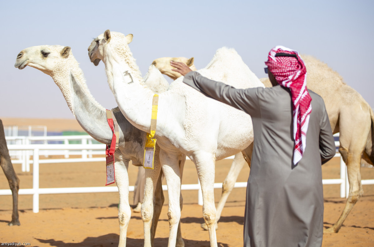 شوط «الرؤية»